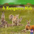 A Kangaroo Mob - 9781433982002 by Juliet Burke, 9781433982002