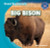 Big Bison by Ryan Nagelhout, 9781433994203
