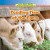 Feeding Time at the Farm (Use Place Value and Properties of Operation to Subtract) - 9781477722268 by Julian Delrose, 9781477722268
