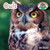 Owls - 9781627122986 by Wil Mara