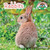 Rabbits - 9781627123105 by Wil Mara, 9781627123105