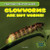 Glowworms Are Not Worms! - 9781482409420 by Daisy Allyn, 9781482409420