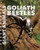 Goliath Beetles by Rebecca Stefoff, 9781627129664