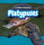 Platypuses - 9781477758397 by Caitie McAneney, 9781477758397