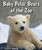 Baby Polar Bears at the Zoo by Cecelia H. Brannon, 9780766071544