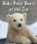 Baby Polar Bears at the Zoo - 9780766071568 by Cecelia H. Brannon, 9780766071568
