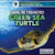 Saving the Endangered Green Sea Turtle - 9781680482515 by Sarah Machajewski