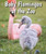 Baby Flamingos at the Zoo - 9780766075818 by Cecelia H. Brannon