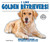 I Like Golden Retrievers! - 9780766077898 by Linda Bozzo, 9780766077898
