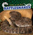 Rattlesnakes - 9781499422047 by Shaye Reynolds, 9781499422047