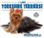 I Like Yorkshire Terriers! - 9780766081673 by Linda Bozzo, 9780766081673