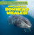 200-Year-Old Bowhead Whales! - 9781482456356 by Leonard Atlantic, 9781482456356