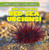 200-Year-Old Red Sea Urchins! - 9781482456394 by Topper Evans, 9781482456394
