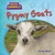 Pygmy Goats by Alix Wood, 9781499481655