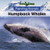 Humpback Whales - 9781502621122 by B. J. Best