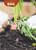 Soil for Agriculture by Rebecca Stefoff, 9781502622259