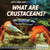 What Are Crustaceans? - 9781508103851 by Therese M. Shea, 9781508103851