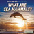 What Are Sea Mammals? - 9781680486056 by Josie Keogh, 9781680486056
