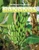 Bananas - 9780766088290 by Cecelia H. Brannon