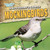 A Bird Watcher's Guide to Mockingbirds - 9781538203217 by Aife Arnim, 9781538203217