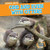 Odd and Even with Otters - 9781538208533 by Rory McDonnell