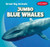 Jumbo Blue Whales - 9781538209097 by Francis MacIntire, 9781538209097