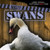 Nasty Swans by Rosie Banks, 9781538210895