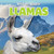 Llamas - 9781538325315 by Lori MacDhui, 9781538325315