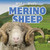 Merino Sheep - 9781538325339 by Rosaura Esquivel, 9781538325339
