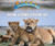 How Lions Grow Up by Lisa Idzikowski, 9780766096516