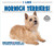 I Like Norwich Terriers! by Linda Bozzo, 9780766096714