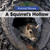 A Squirrel's Hollow - 9781502636720 by Arthur Best, 9781502636720