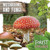 Mushrooms and Fungi - 9781534528734 by Robin Twiddy, 9781534528734