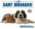 I Like Saint Bernards! by Linda Bozzo, 9781978501928