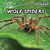 Wolf Spiders - 9781477728901 by Joanne Randolph, 9781477728901