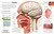 Eyewitness Human Body - 9780744079920 by DK