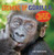 Growing Up Gorilla (How a Zoo Baby Brought Her Family Together) - 9781728477770 by Clare Hodgson Meeker, 9781728477770