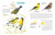 What It's Like to Be a Bird (Adapted for Young Readers) (From Flying to Nesting, Eating to Singing--What Birds Are Doing and Why) by David Allen Sibley, 9780593430187