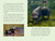 Animal Allies (Creatures Working Together) by Ginjer L. Clarke, 9780593521915