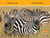 Stripes and Spots (National Geographic Kids Readers, Pre-Reader) - 9781426371394 by Rose Davidson, National Geographic Kids