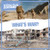 What's War? - 9781534543683 by Judy Thorpe, 9781534543683