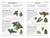 Trees - 9780744074208 by DK