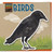 Birds - 9781668927878 by Joyce Markovics, 9781668927878