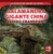 Salamandra gigante china: anfibio grandísimo (Chinese Giant Salamander: Huge Amphibian) - 9781499442984 by Natalie Humphrey, 9781499442984