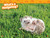 Hedgehogs (National Geographic Kids Readers, Level 1) by Mary Quattlebaum, National Geographic Kids, 9781426338304
