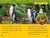 Rainforests (National Geographic Kids Readers, Level 2) by Andrea Silen, National Geographic Kids, 9781426338380