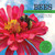 Bees (Honeybees, Bumblebees, and More!) - 9781486726318 by Shirley Raines, Curt Hart, 9781486726318