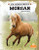 Morgan - 9781039809970 by Kerri Mazzarella, 9781039809970
