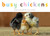 Busy Chickens by John Schindel, Steven Holt, 9781582462752