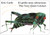 The Very Quiet Cricket/El grillo muy silencioso (Bilingual English-Spanish Edition) by Eric Carle, Eric Carle, 9780593750643